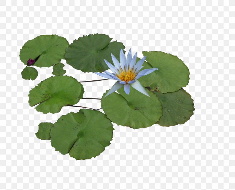 Nelumbo Nucifera Water Lily Aquatic Plant Clip Art, PNG, 907x735px, 3d Computer Graphics, Nelumbo Nucifera, Annual Plant, Aquatic Plant, Flower Download Free