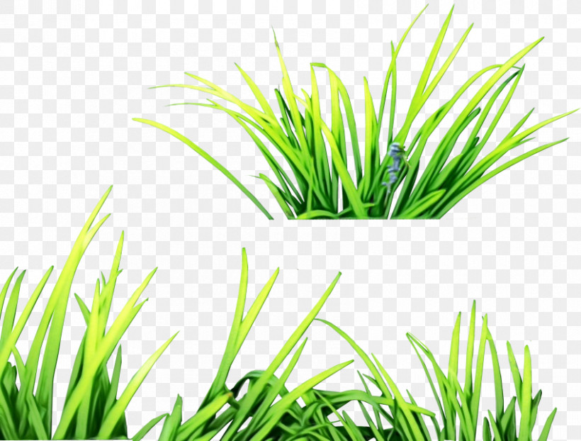 Aquarium Decor Plant Stem Fresh Lemongrass Commodity Sweet Grass, PNG, 850x645px, Watercolor, Aquarium, Aquarium Decor, Biology, Commodity Download Free