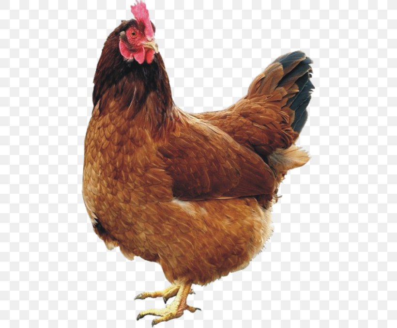 Chicken Coop Rooster Hen, PNG, 483x677px, Chicken, Beak, Bird, Chicken As Food, Chicken Coop Download Free