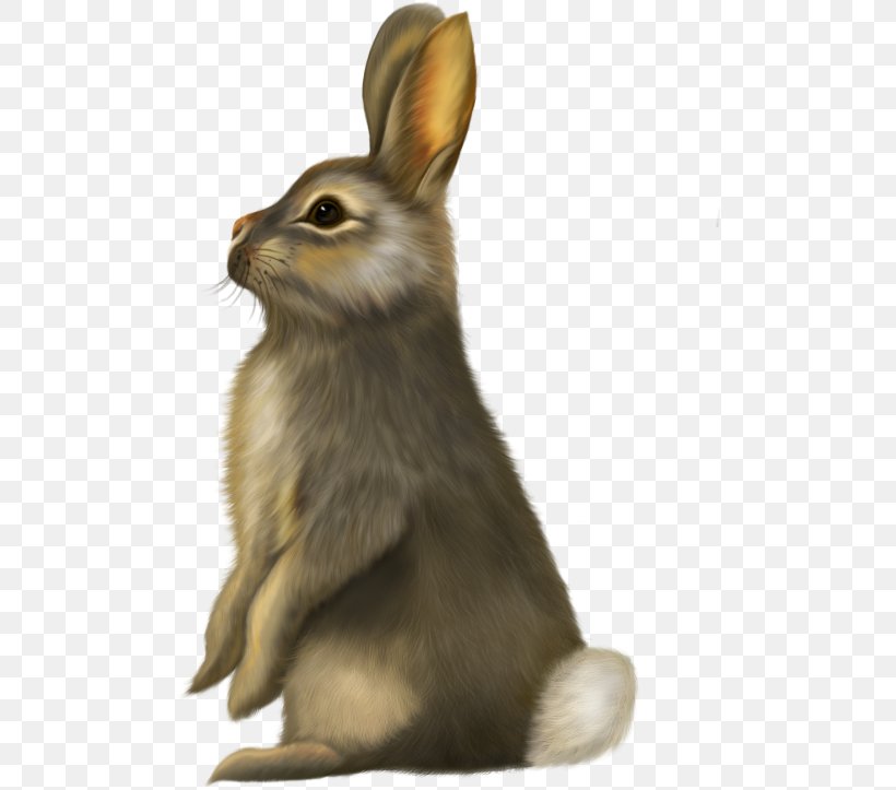 Rabbit YouTube Clip Art, PNG, 500x723px, Rabbit, Brown Bunny, Document, Domestic Rabbit, Fauna Download Free