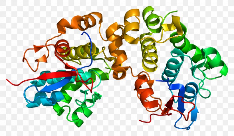 Desmoplakin Laminin Desmosome Structure Plakoglobin, PNG, 1018x593px, Watercolor, Cartoon, Flower, Frame, Heart Download Free