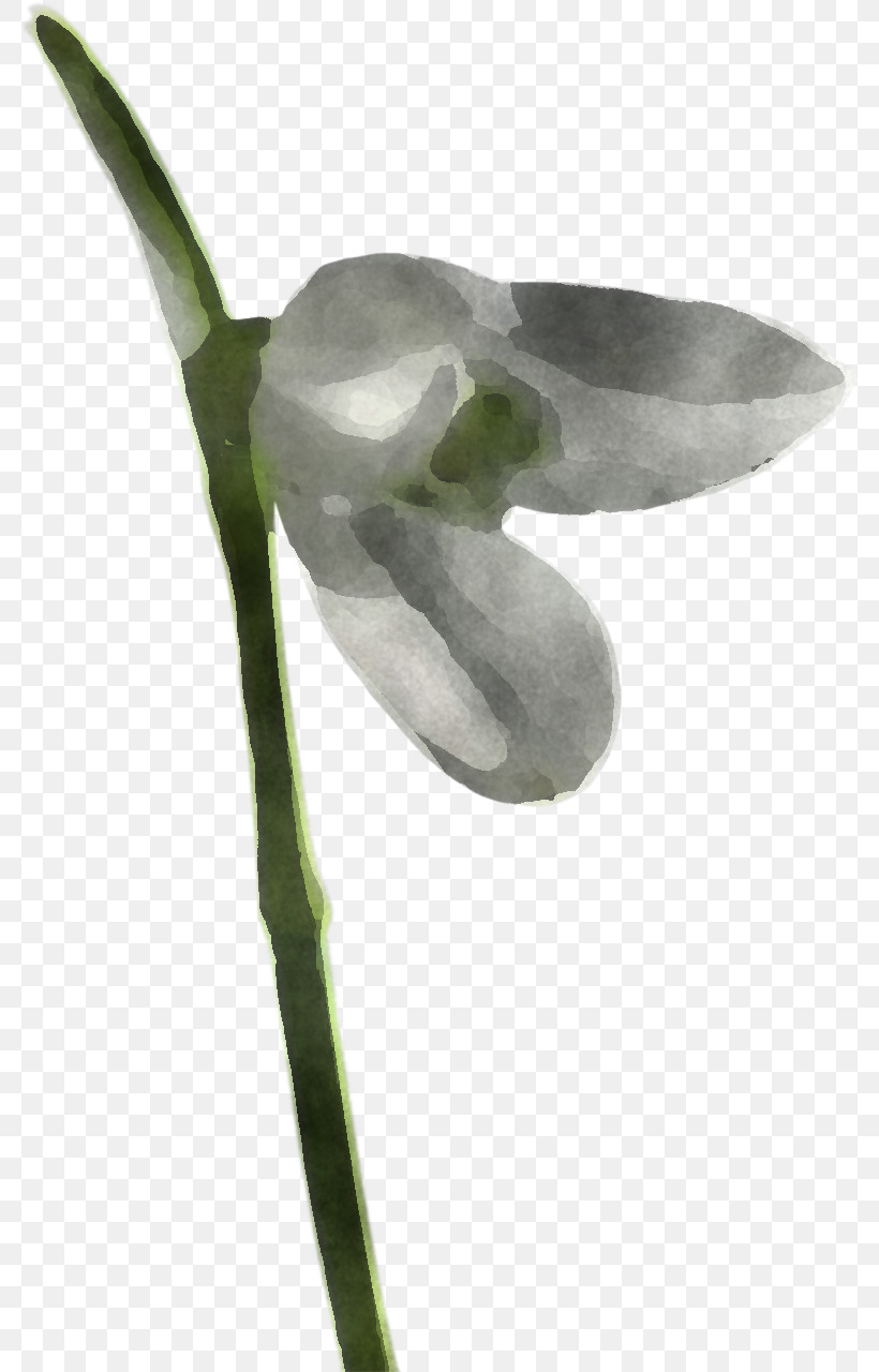 Flower Snowdrop Plant Galanthus Anthurium, PNG, 782x1280px, Flower, Amaryllis Family, Anthurium, Arum Family, Dendrobium Download Free