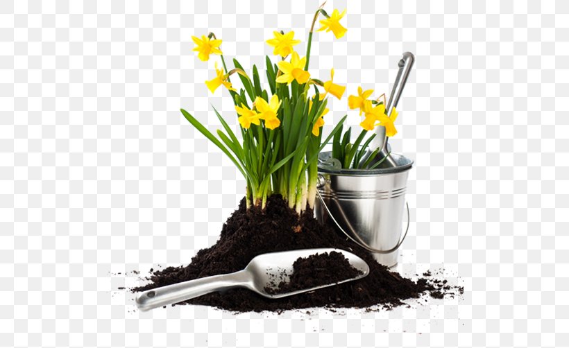 Garden Fork Flowerpot Gardening Potting Soil, PNG, 516x502px, Garden, Daffodil, Flower, Flowerpot, Forest Gardening Download Free