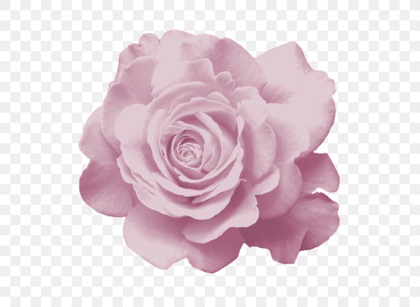 Garden Roses Centifolia Roses Fuchsia Flower Clip Art, PNG, 600x600px, Garden Roses, Blume, Bud, Centifolia Roses, Credenza Download Free