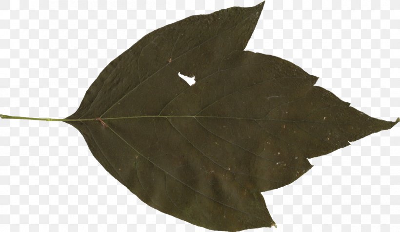 Leaf Plant, PNG, 1200x698px, Leaf, Com, Display Resolution, Plant Download Free