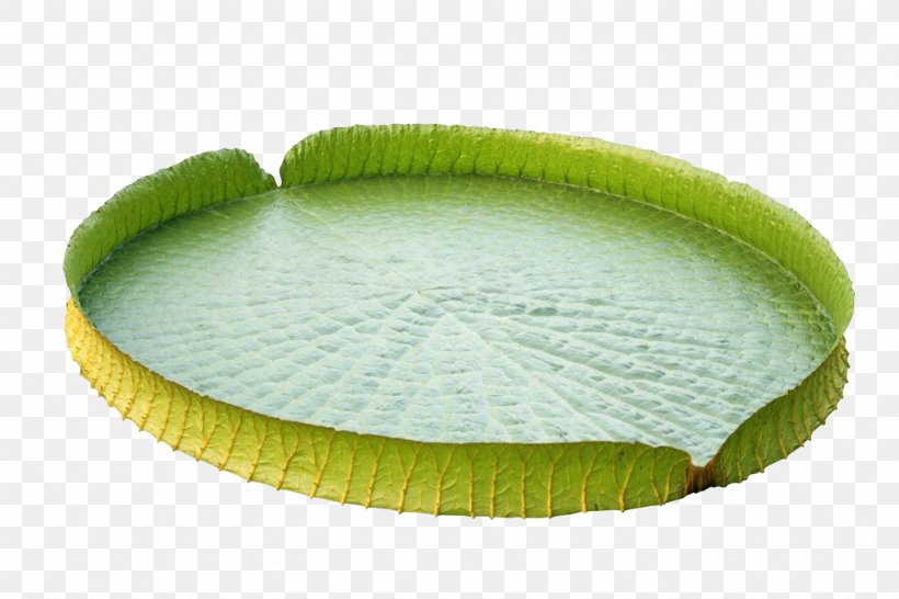 Victoria Amazonica Water Lily Leaf Nelumbo Nucifera Lotus Effect, PNG, 1024x682px, Victoria Amazonica, Aquatic Plant, Commodity, Grass, Leaf Download Free