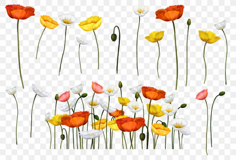 Common Poppy Flower Painting Papaver Somniferum, PNG, 1600x1088px, Poppy, Art, Blog, Botany, Camomile Download Free