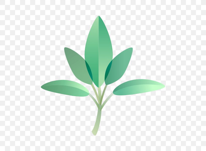 Essential Oil Plant Indian Sandalwood Leaf, PNG, 600x600px, Essential Oil, Compassion, Energy, Fennel, Flower Download Free