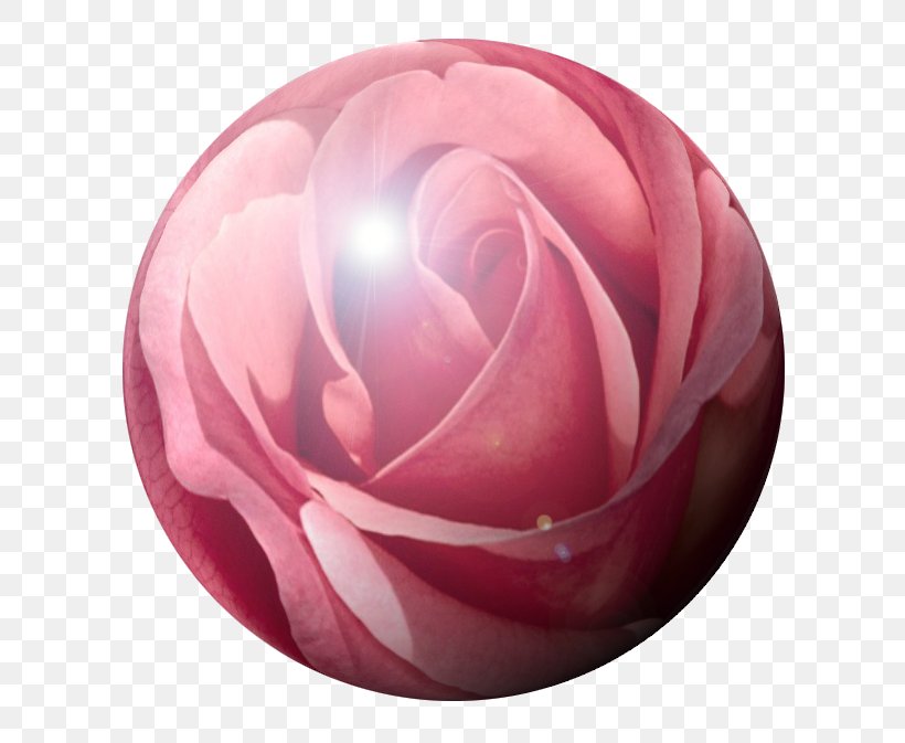 Garden Roses Pink M Proverbs 31, PNG, 694x673px, Garden Roses, Clock, Flower, Garden, Magenta Download Free