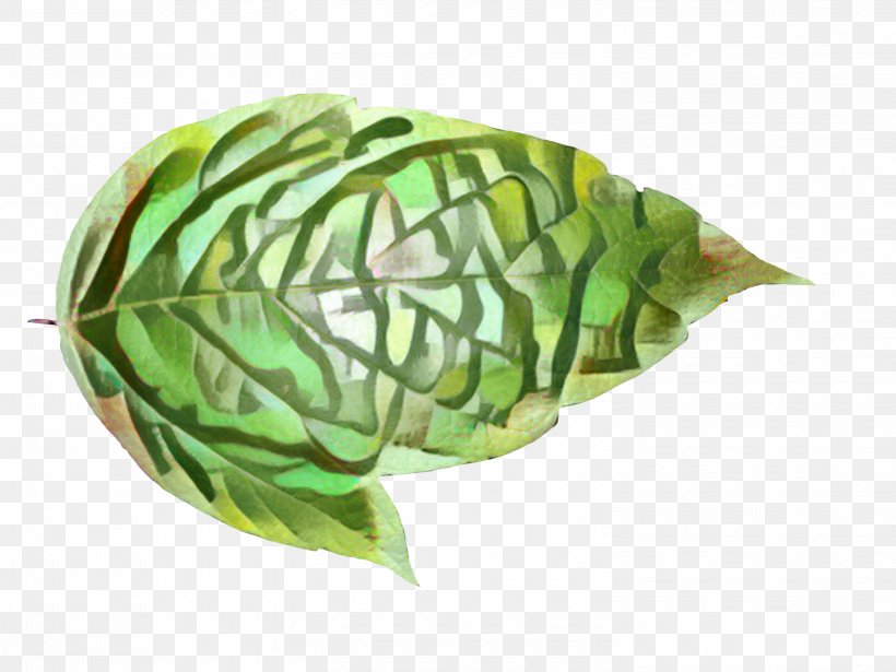 Leaf, PNG, 2998x2250px, Leaf, Alismatales, Anthurium, Arum Family, Cabbage Download Free