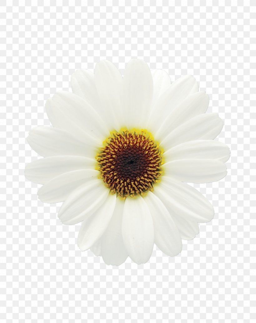 Flowers Background, PNG, 1840x2316px, Chrysanthemum, African Daisy, Artificial Flower, Aster, Asterales Download Free