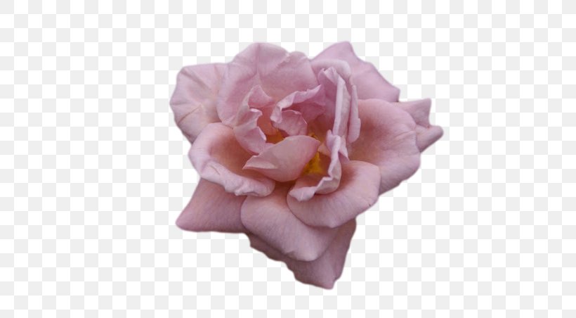 Garden Roses Cabbage Rose Global Impact Investing Network Flower Petal, PNG, 640x452px, Garden Roses, Art, Cabbage Rose, Cut Flowers, Fine Art Download Free