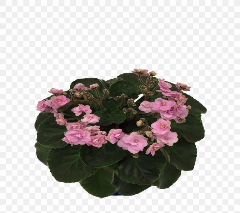 African Violets African Violet Society Of America Flowerpot Impatiens Walleriana, PNG, 844x750px, African Violets, African Violet Society Of America, Annual Plant, Busy Lizzie, Circus Download Free