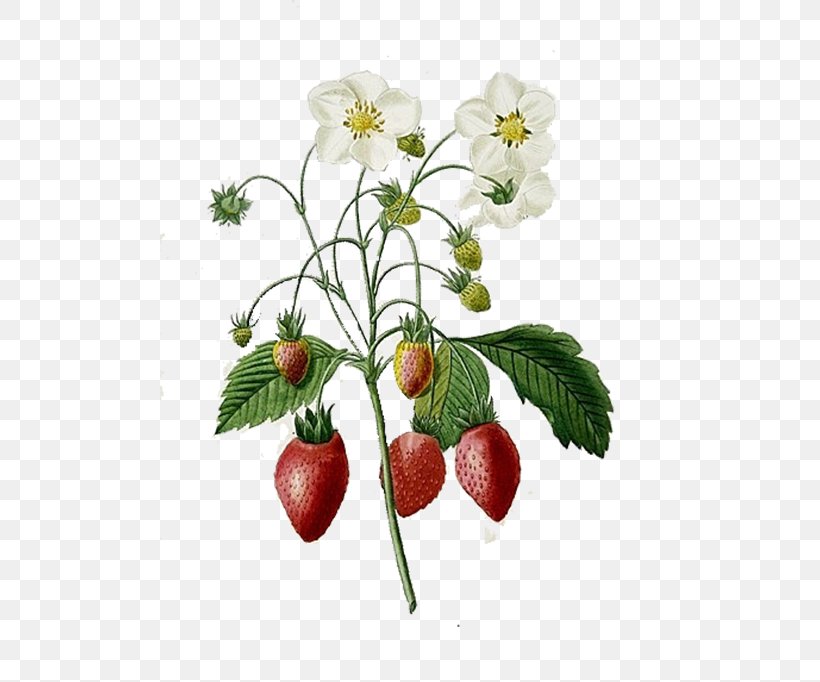 Choix Des Plus Belles Fleurs Strawberry Botanical Illustration Printmaking Illustration, PNG, 500x682px, Choix Des Plus Belles Fleurs, Art, Artist, Botanical Illustration, Botany Download Free