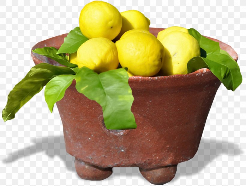 Lemon Natural Foods Flowerpot Superfood, PNG, 1024x779px, Lemon, Citrus, Flowerpot, Food, Fruit Download Free