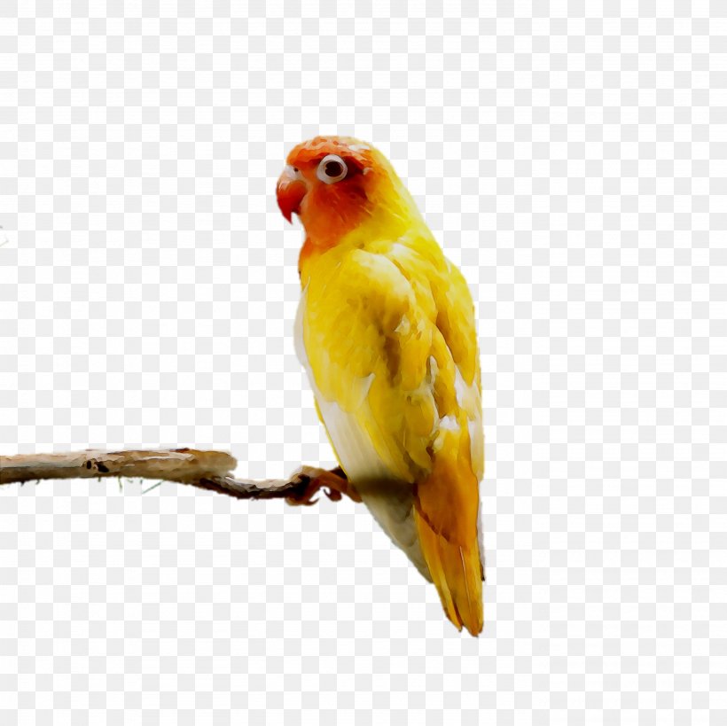 Lovebird Parakeet Pet Feather Beak, PNG, 2769x2769px, Lovebird, Beak, Bird, Budgie, Feather Download Free