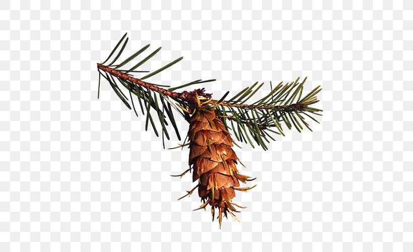 Pine Spruce Conifer Cone Clip Art, PNG, 500x500px, Pine, Branch, Christmas, Cone, Conifer Cone Download Free