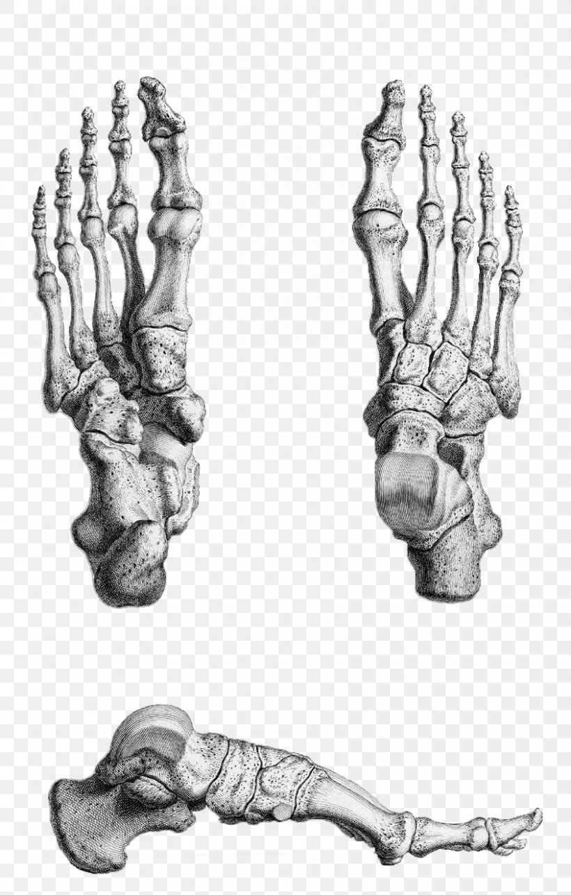 Thumb Human Skeleton Gray's Anatomy Foot, PNG, 844x1323px, Thumb, Anatomy, Arm, Black And White, Bone Download Free