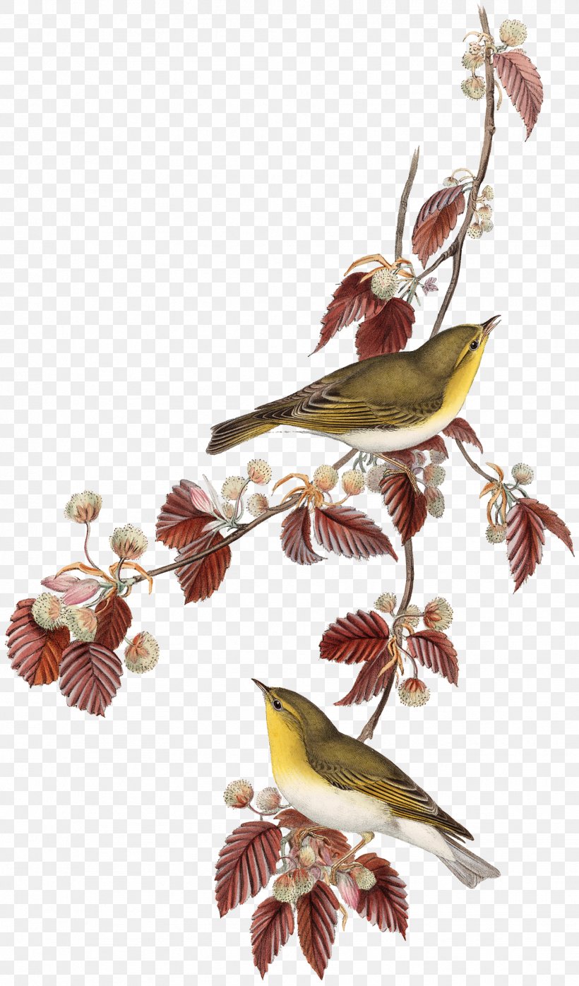 Birds Printing Lithography Artist, PNG, 1762x3000px, Birds, Art, Artist, Beak, Bird Download Free