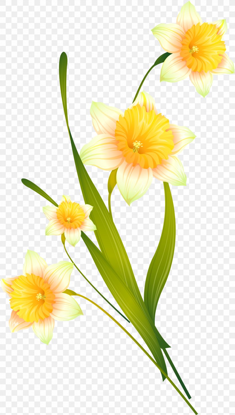 Floral Design Photography Daffodil, PNG, 3002x5299px, Floral Design, Amaryllis Family, Cut Flowers, Daffodil, Drawing Download Free