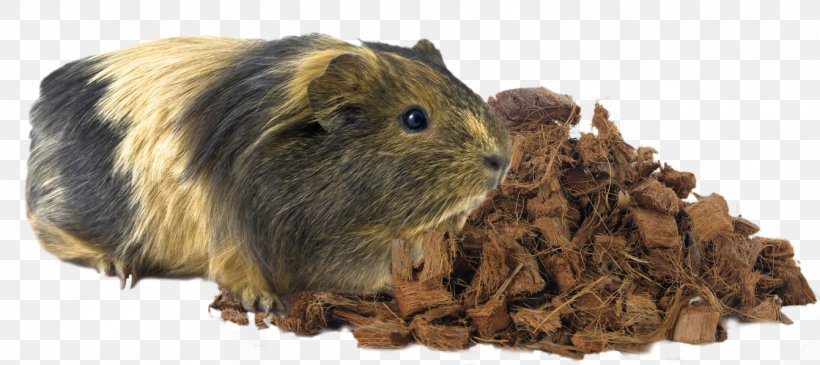 Guinea Pig Rodent Hamster Animal, PNG, 1341x598px, Guinea Pig, Agouti, Animal, Animal Rights, Animal Testing Download Free