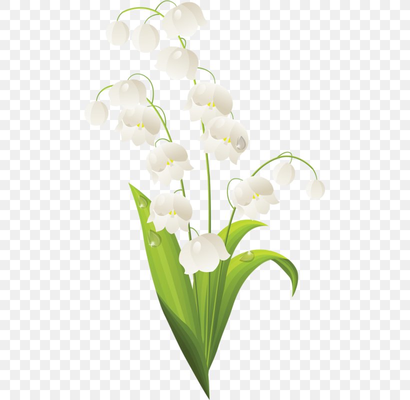 Lily Of The Valley Flower Royalty-free Stock Photography Clip Art, PNG, 481x800px, Lily Of The Valley, Artificial Flower, Cut Flowers, Floral Design, Floristry Download Free