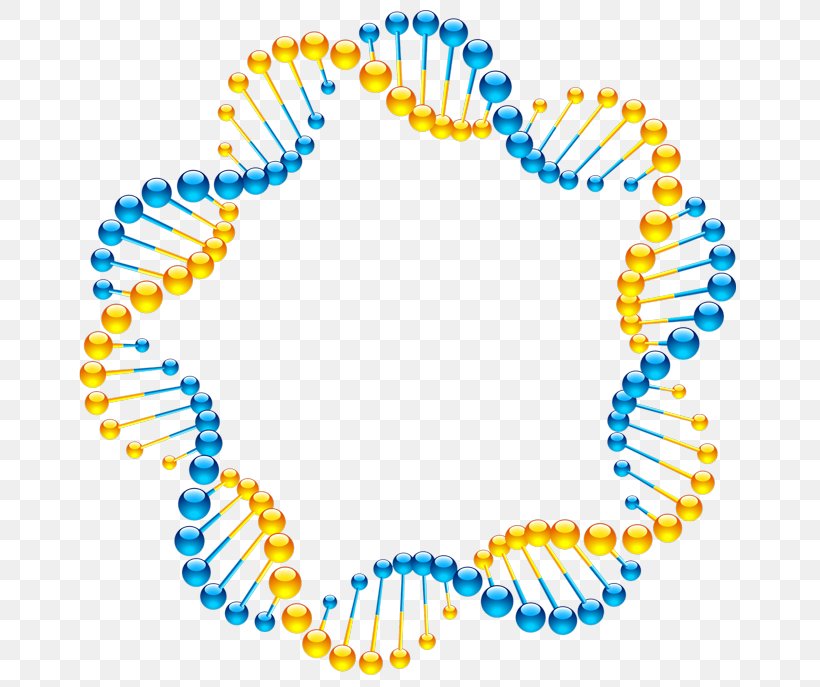 Molecular Models Of DNA Nucleic Acid Double Helix Molecular Biology, PNG, 679x687px, Dna, Art, Bead, Biology, Body Jewelry Download Free