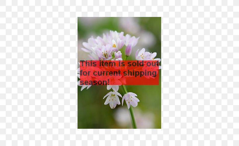 Rosy Garlic Round-headed Garlic Giant Allium Ramsons White Garlic, PNG, 500x500px, Ramsons, Allium, Allium Hollandicum, Blossom, Bulb Download Free