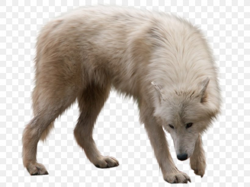 Arctic Wolf Utonagan Arctic Fox, PNG, 1572x1179px, Arctic Wolf, Alaskan Tundra Wolf, Arctic, Arctic Fox, Canidae Download Free