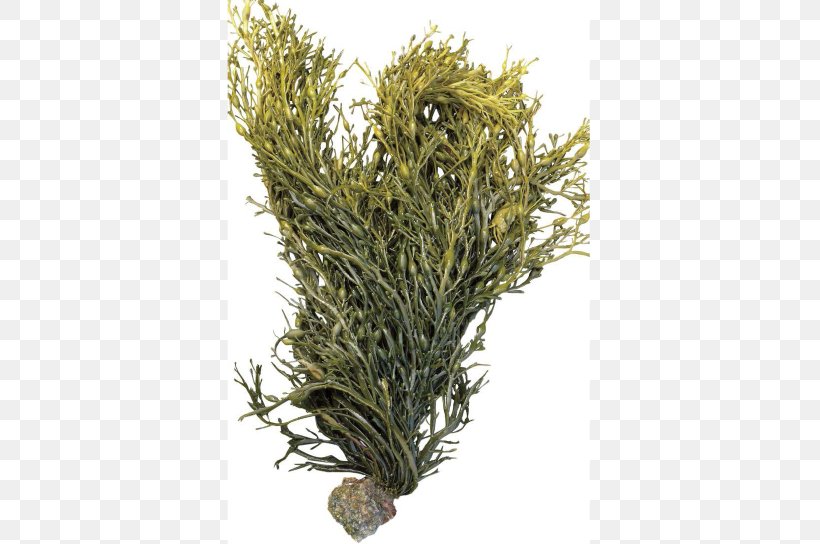Bladder Wrack Seaweed Ascophyllum Nodosum Fucus Gardneri Algae, PNG, 468x544px, Bladder Wrack, Algae, Ascophyllum Nodosum, Branch, Dietary Supplement Download Free