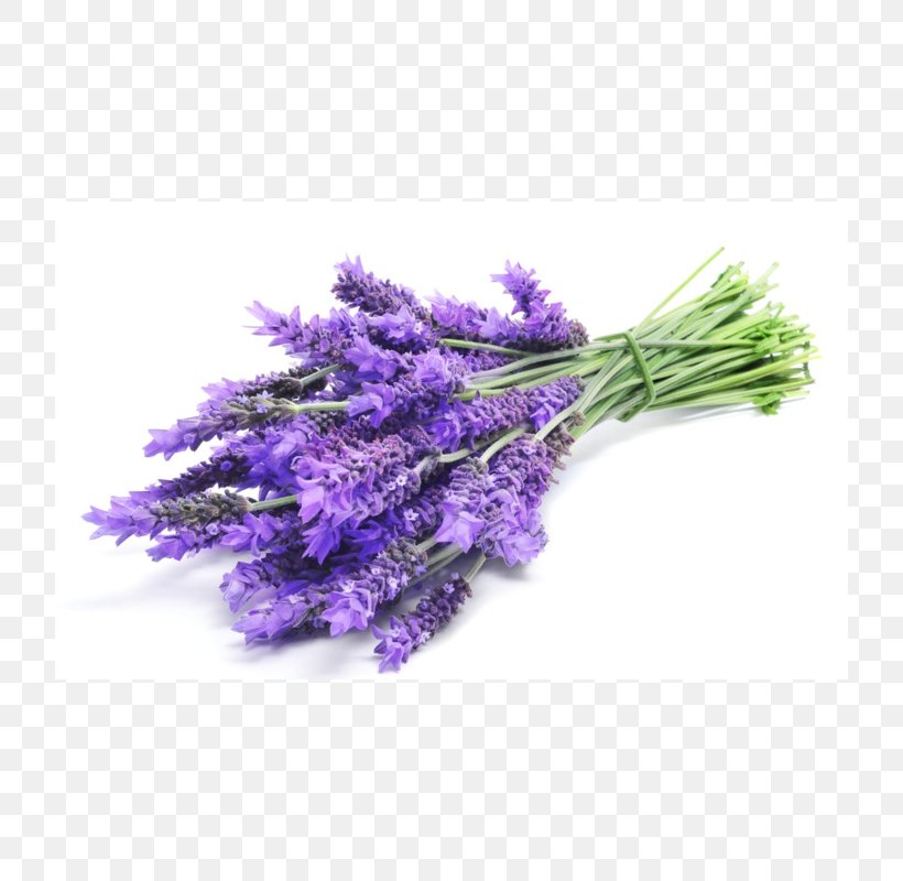 English Lavender Lavender Oil Essential Oil Plateau De Valensole Stock Photography, PNG, 800x800px, English Lavender, Aroma Compound, Essential Oil, Flower, Herb Download Free