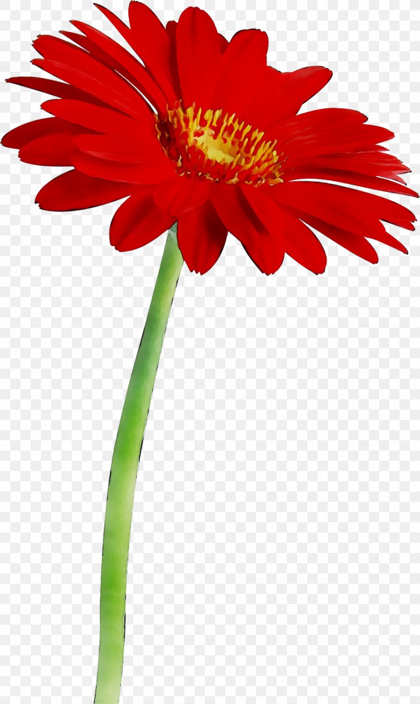 Clip Art Desktop Wallpaper Image Flower, PNG, 1068x1791px, Flower, Barberton Daisy, Botany, Cut Flowers, Daisy Download Free