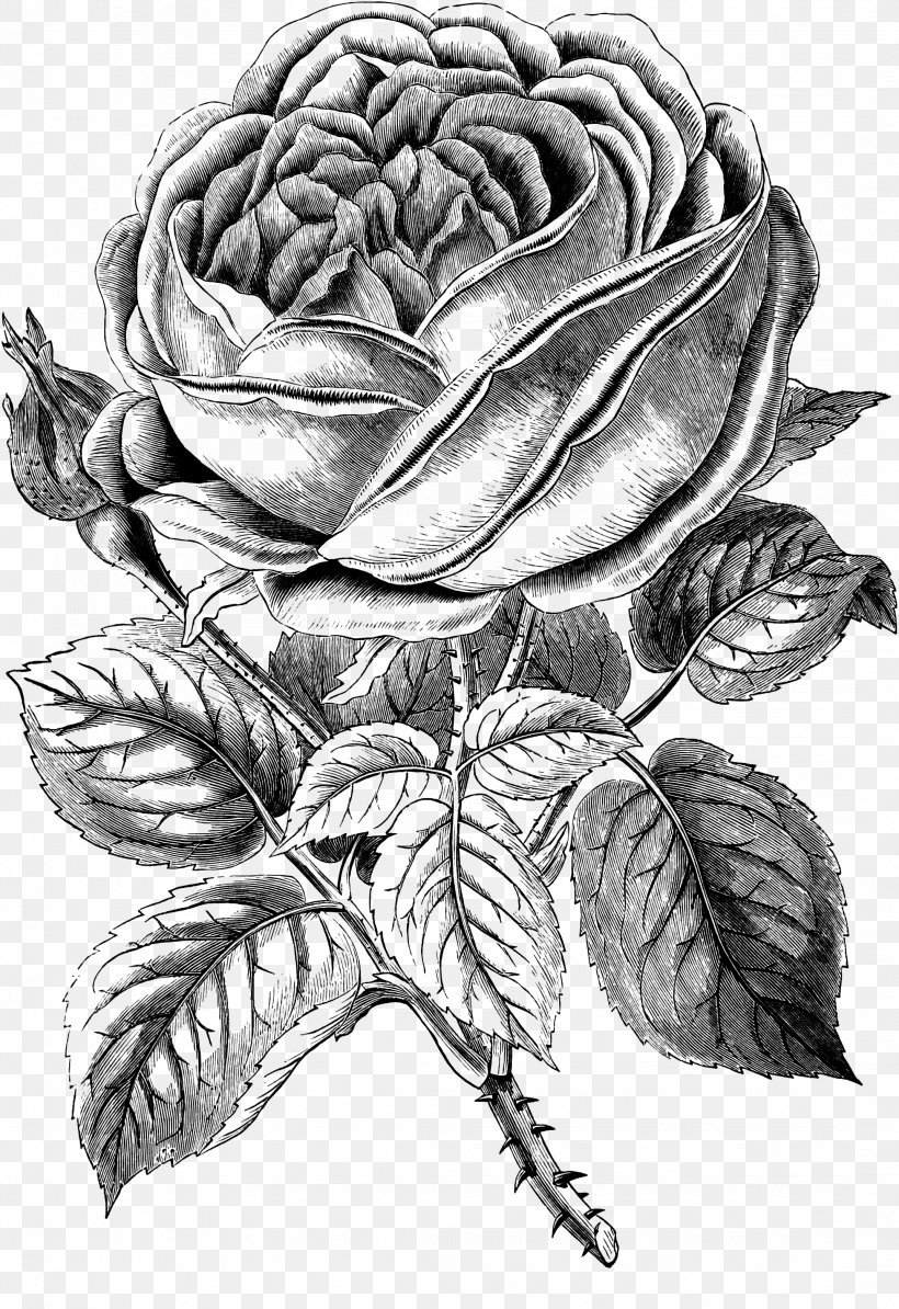 Black And White Black Rose Clip Art, PNG, 2148x3128px, Black And White, Art, Artwork, Black Rose, Centifolia Roses Download Free