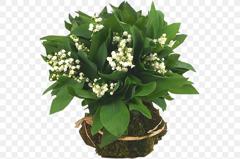 Lily Of The Valley Flower Clip Art, PNG, 547x544px, Lily Of The Valley, Animation, Chomikujpl, Data Conversion, Flower Download Free