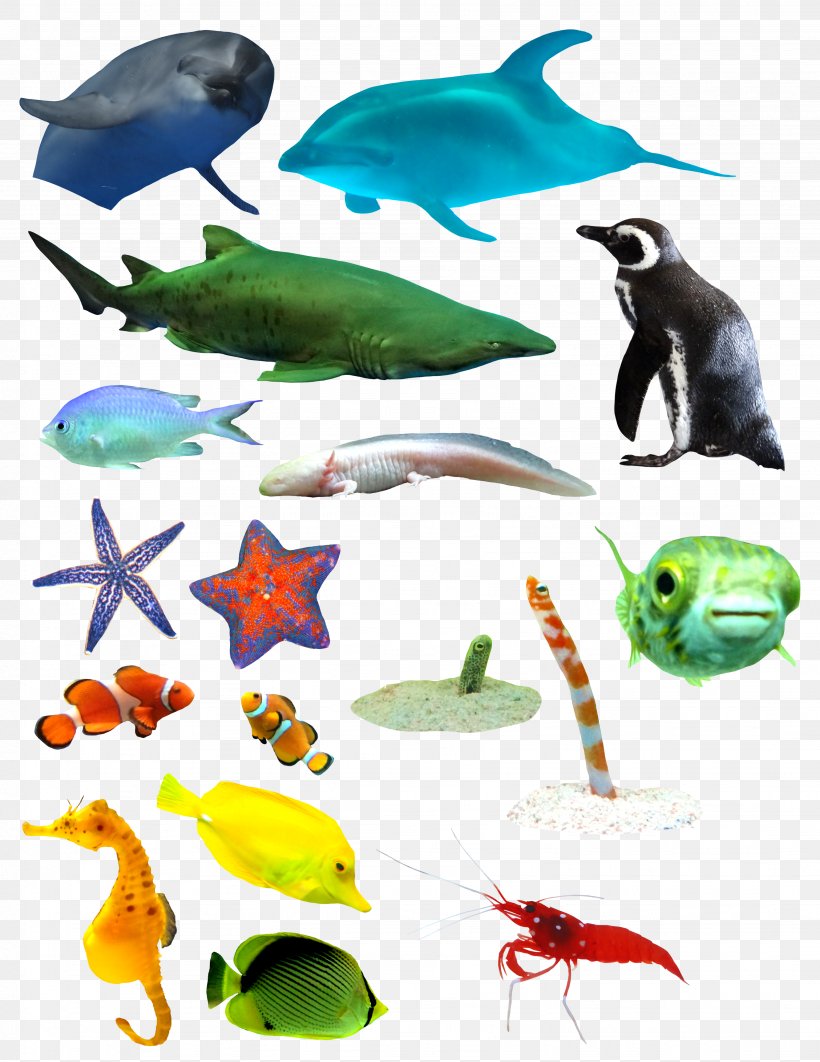 Marine Biology Marine Mammal Sea, PNG, 3077x3988px, Marine Biology, Animal, Fauna, Fish, Homo Sapiens Download Free