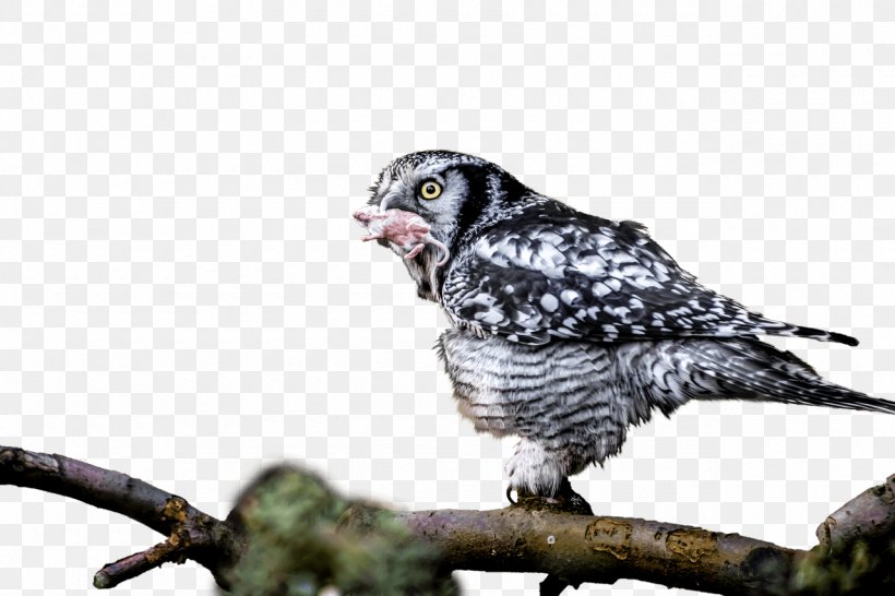 Owl Bird Of Prey, PNG, 1280x853px, Owl, Beak, Bird, Bird Of Prey, Branch Download Free