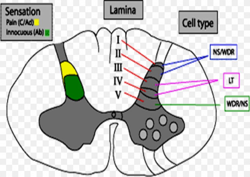 Spinal Cord Reflex Arc Brain Anatomy, PNG, 1014x718px, Watercolor, Cartoon, Flower, Frame, Heart Download Free