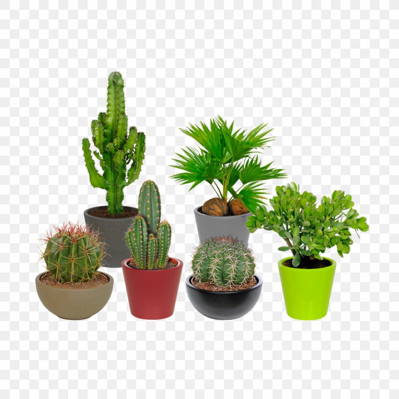 Aldi Discount Shop Cactus Garden Flowerpot, PNG, 900x900px, Aldi, Bird Baths, Cactus, Candle, Compostage Download Free