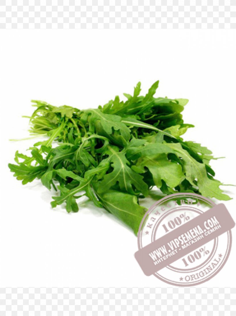 Arugula Salad Coriander Vegetable Herb, PNG, 1000x1340px, Arugula, Artikel, Black Mustard Seed, Coriander, Eruca Download Free