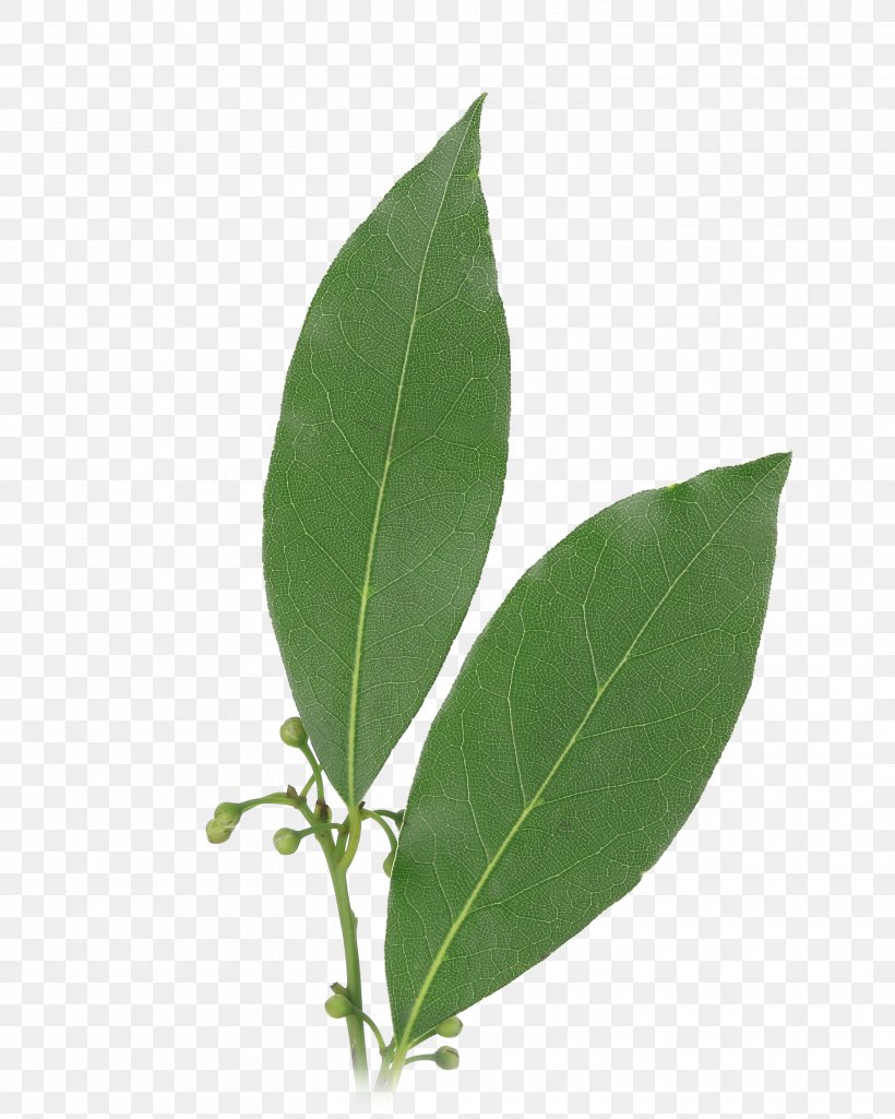 Bay Leaf Herb Bay Laurel Food, PNG, 3000x3750px, Leaf, Bay Laurel, Bay Leaf, Clove, Food Download Free