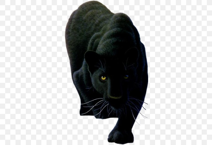 Cougar Leopard Lion Tiger Panther, PNG, 327x560px, Cougar, Big Cats, Black, Black Cat, Black Panther Download Free