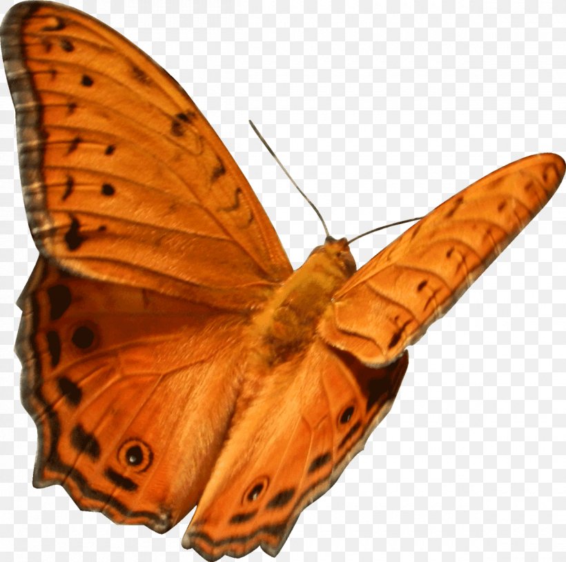 Monarch Butterfly Gossamer-winged Butterflies Moth Brush-footed Butterflies, PNG, 1200x1194px, Monarch Butterfly, Arthropod, Brush Footed Butterfly, Brushfooted Butterflies, Butterfly Download Free