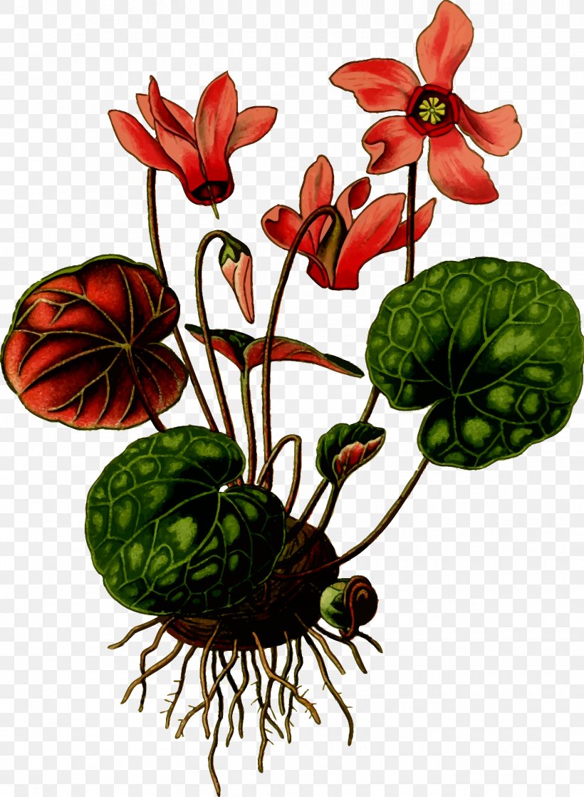 Art Forms In Nature Cyclamen Hederifolium Flower Cyclamen Coum, PNG, 1760x2400px, Art Forms In Nature, Cut Flowers, Cyclamen, Cyclamen Coum, Cyclamen Hederifolium Download Free