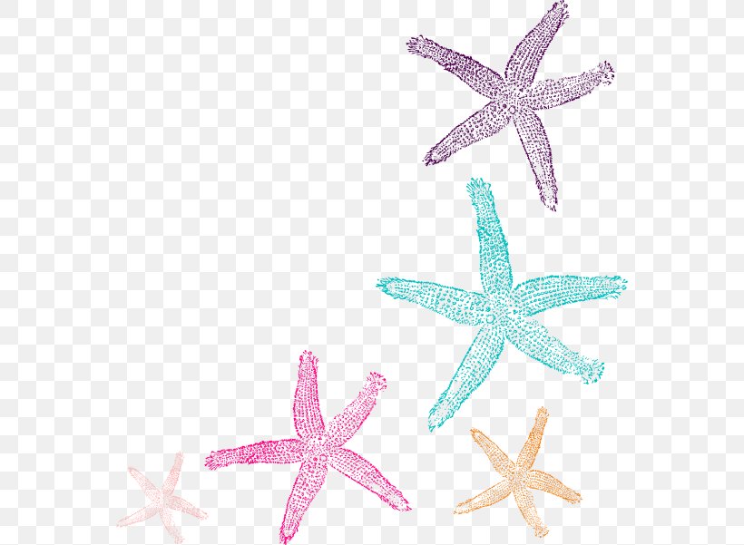 Coral Starfish Clip Art, PNG, 564x601px, Coral, Body Jewelry, Color, Coral Reef, Echinoderm Download Free