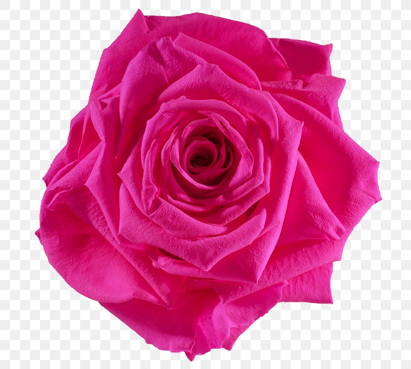 Cut Flowers Pink Rose Flower Preservation, PNG, 738x738px, Flower, Blue Rose, Centifolia Roses, China Rose, Color Download Free