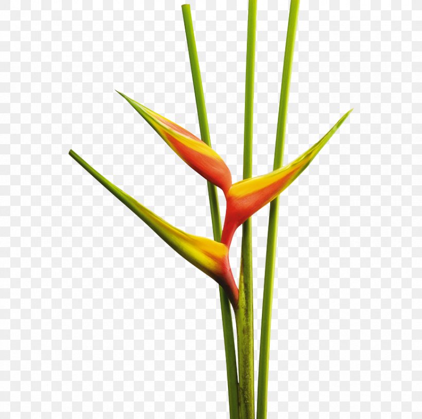 Heliconia Bihai Cut Flowers Tropics Heliconia Rostrata, PNG, 870x864px, Heliconia Bihai, Banana, Bird Of Paradise Flower, Costus, Cut Flowers Download Free