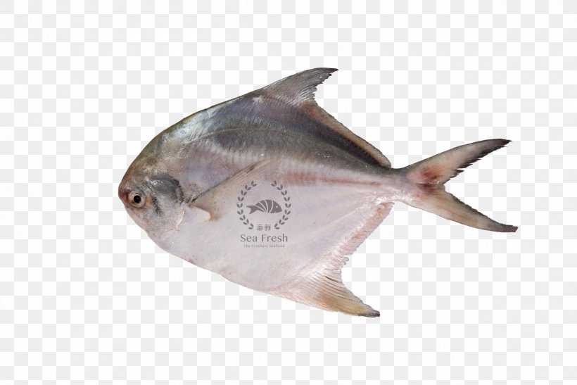 Ikan Bakar Black Pomfret Pampus Argenteus Fish, PNG, 2400x1602px, Ikan Bakar, Barramundi, Black Pomfret, Epinephelus, Fin Download Free