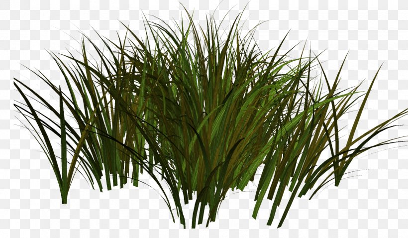Adobe Photoshop Sweet Grass Herbaceous Plant Plants, PNG, 1235x720px, Sweet Grass, Chrysopogon Zizanioides, Commodity, Garden, Grass Download Free
