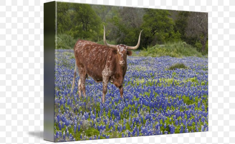 Austin Cedar Hill Ennis Texas Hill Country Texas Longhorn, PNG, 650x504px, Austin, Bluebonnet, Cattle Like Mammal, Cedar Hill, Cow Goat Family Download Free
