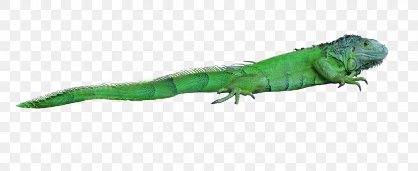 Lizard Reptile Chameleons Green Iguana, PNG, 1395x573px, Lizard, Animal Figure, Chameleons, Common House Gecko, Common Iguanas Download Free
